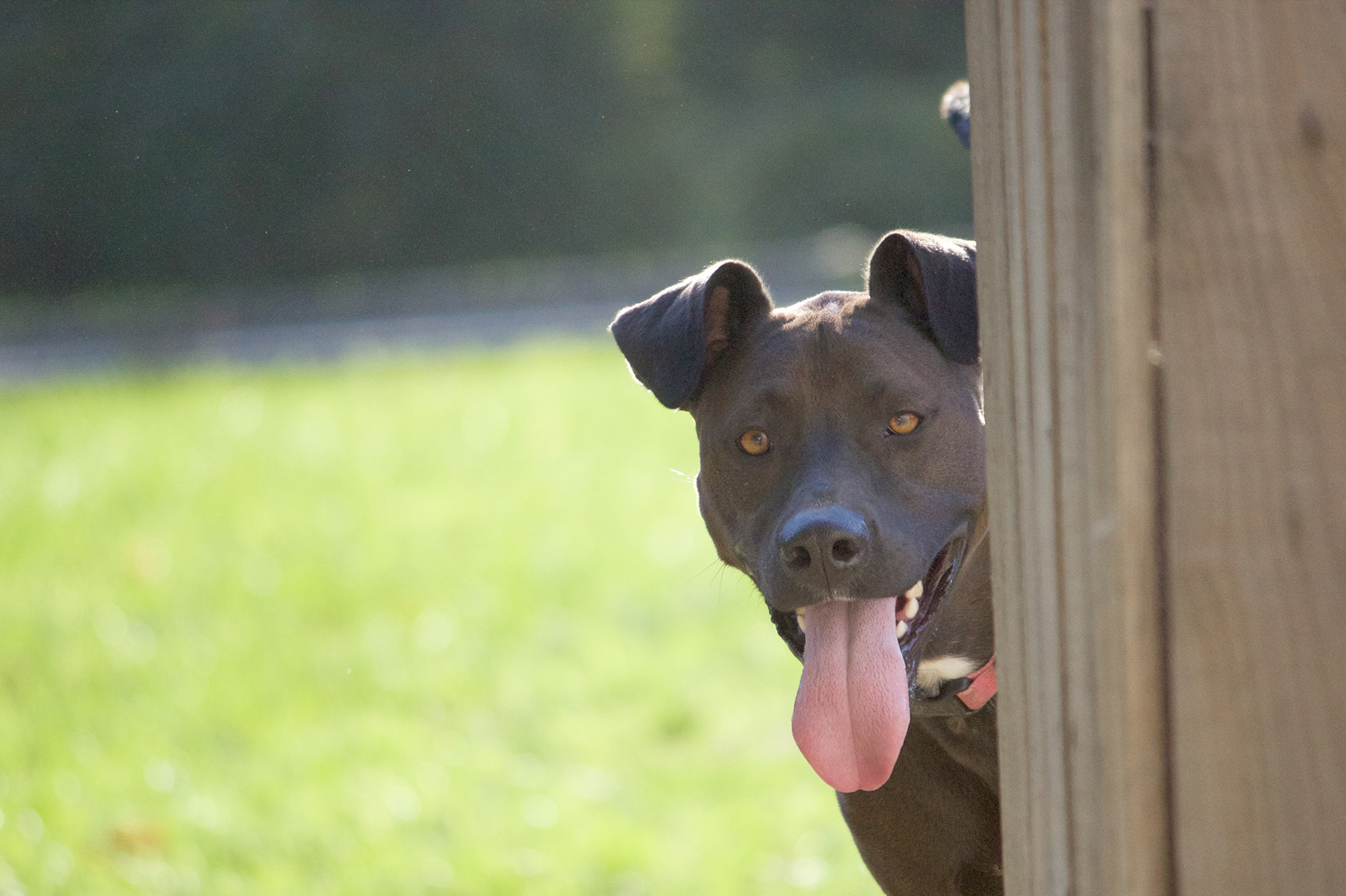 Western NY's best dog and cat boarding, dog daycare, luxury pet resort.