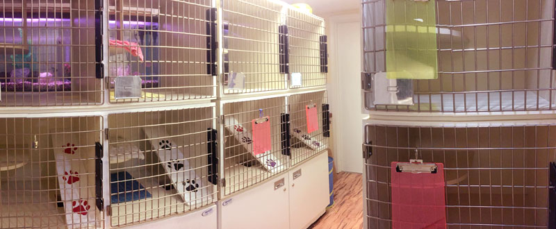 Premier cat boarding in Western New York. Cage free, comfortable, secure