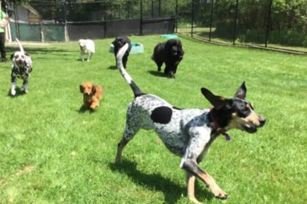 at Creature Comforts Pet Resort