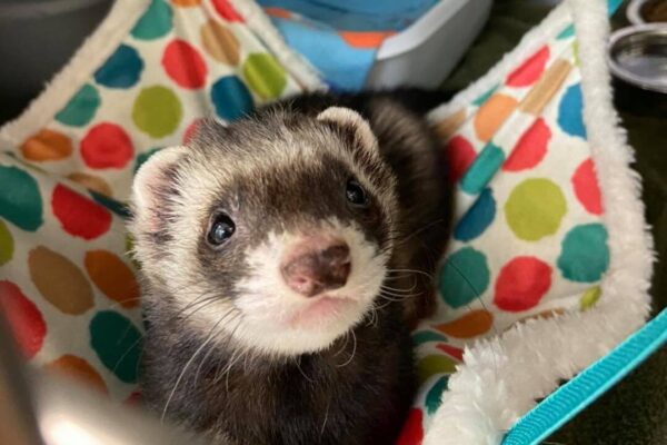 Ferret