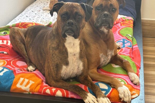 Two Boxers