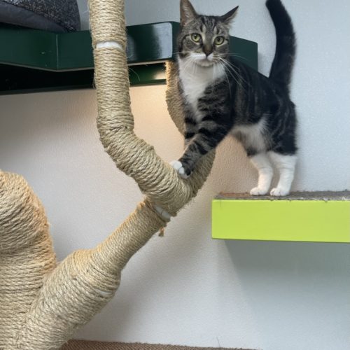 Playtime Section