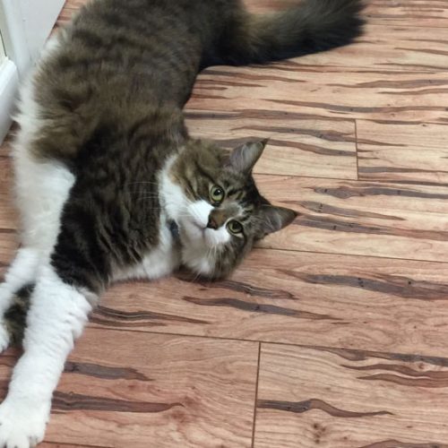 cat-stretch-top2